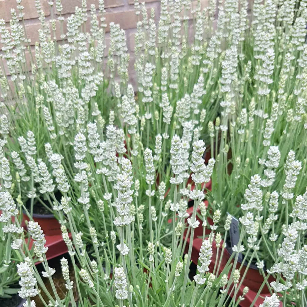 Ellagance (Ellagance Flower) seeds for planting in home garden