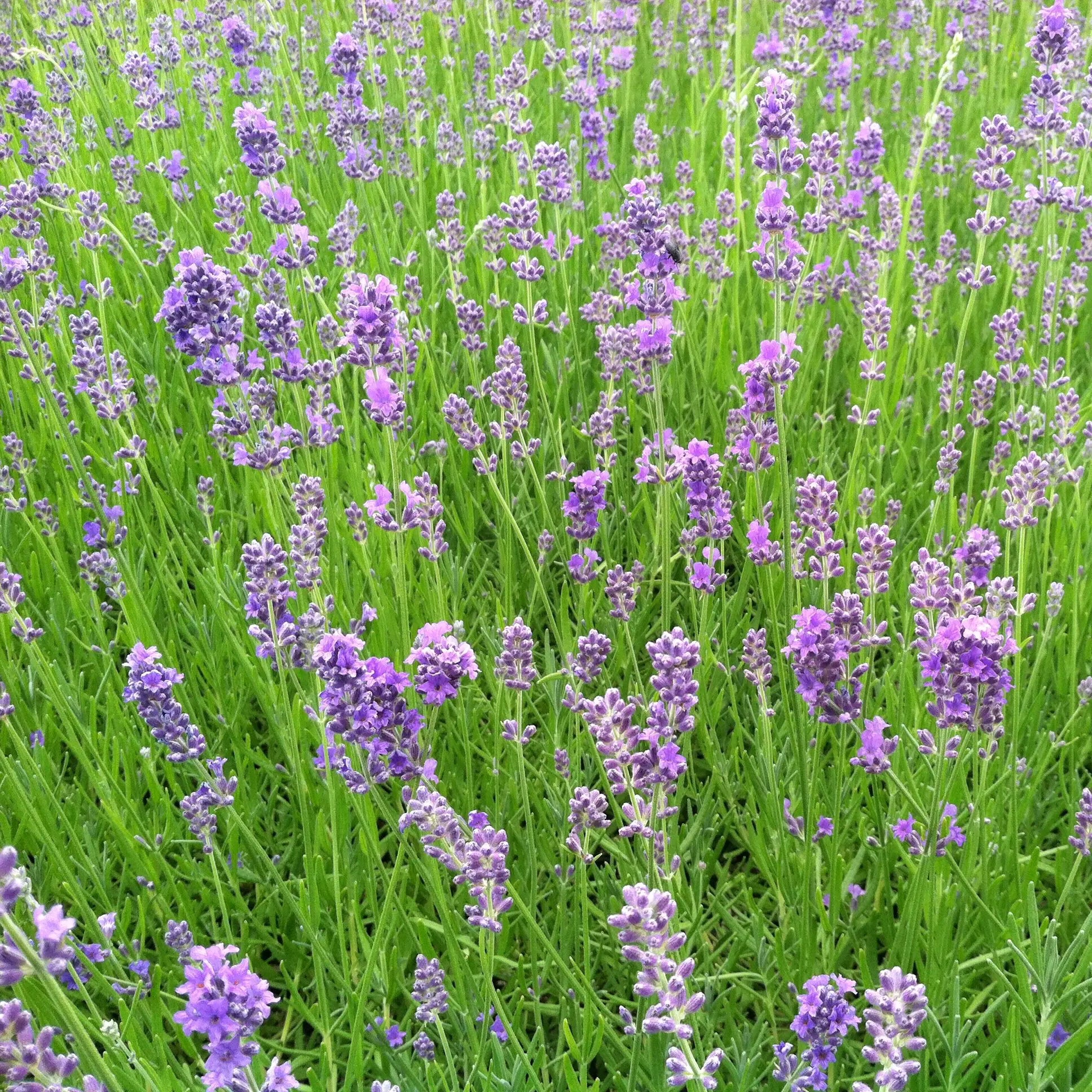 Blue Lavender Munstead Seeds for Planting Heirloom Non-GMO Seeds