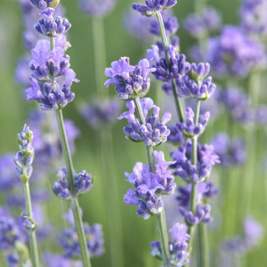 Blue Lavender Munstead Seeds for Planting Heirloom Non-GMO Seeds