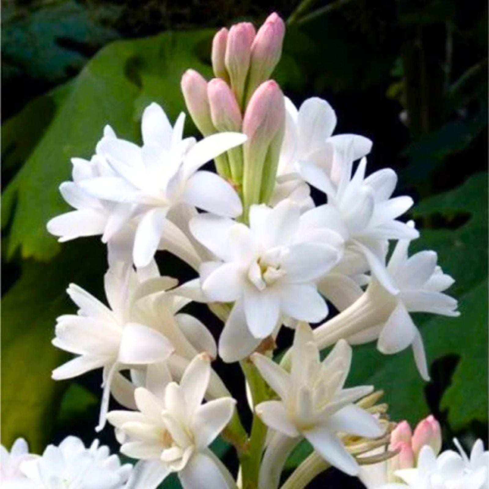 Asperata Flower seeds for Planting - Hardy Variety, Heirloom & GMO Free Seeds for Home Garden
