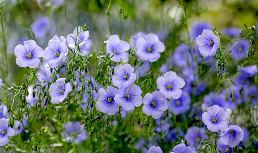 Blue Viscaria Flower seeds for Planting - Fragrant Blossoms, Heirloom & GMO Free Seeds for Home Garden