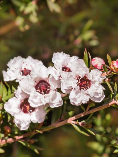 Manuka Flower seeds for Planting - Seasonal Bloomer, Heirloom & GMO Free Seeds for Home Garden