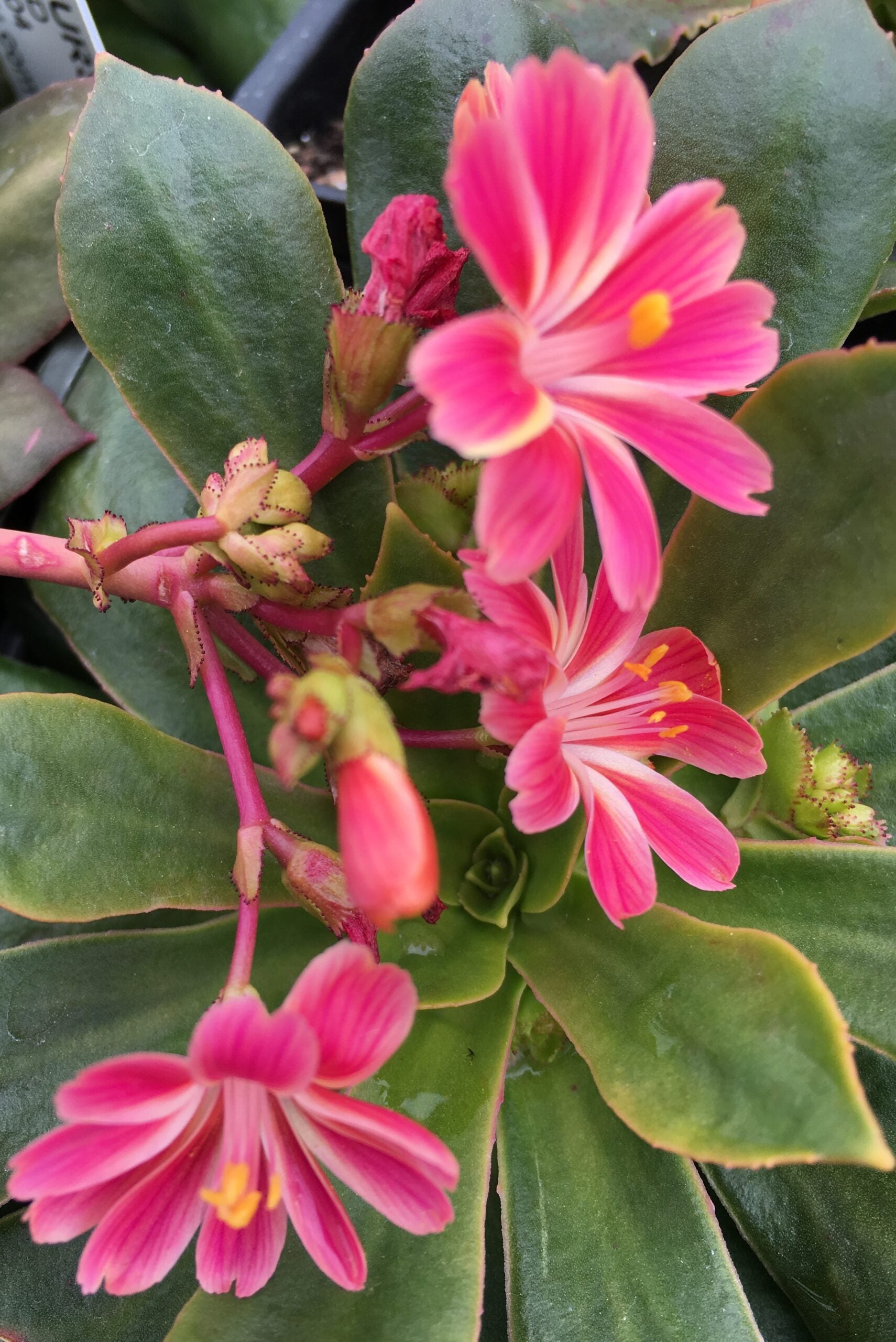 Lewisia Sunset Strain Mixed Seeds - Perfect for Planting