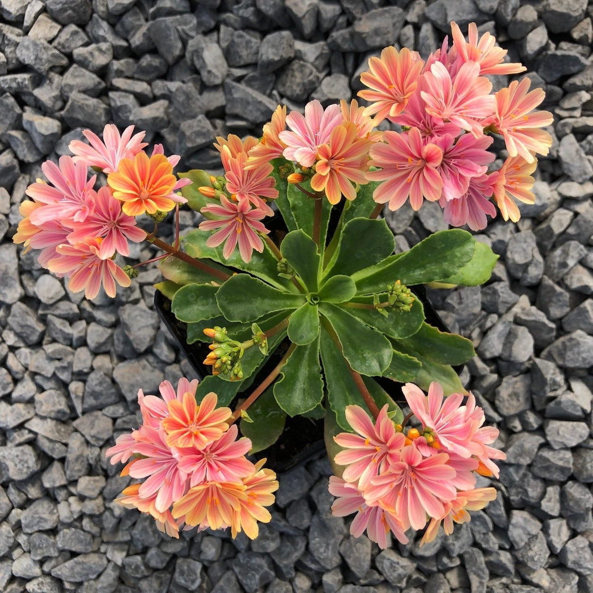 Lewisia Cotyledon Flower seeds blooming in flower beds, containers, borders, and pollinator-friendly gardens