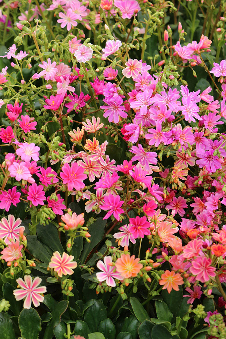 Lewisia Sunset Strain Mixed Seeds - Perfect for Planting