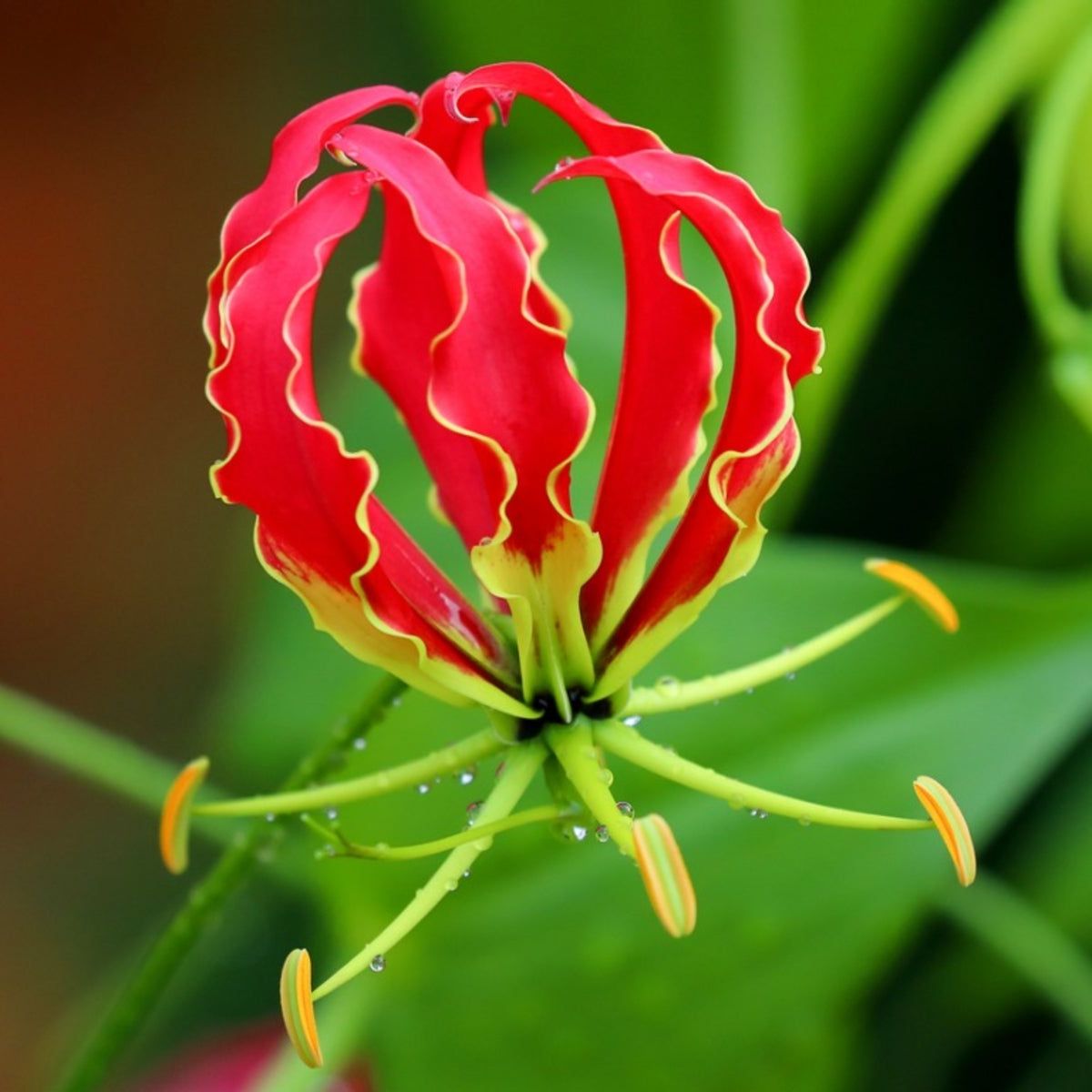 Gloriosa Flower seeds for Planting - Shade Tolerant, Heirloom & GMO Free Seeds for Home Garden