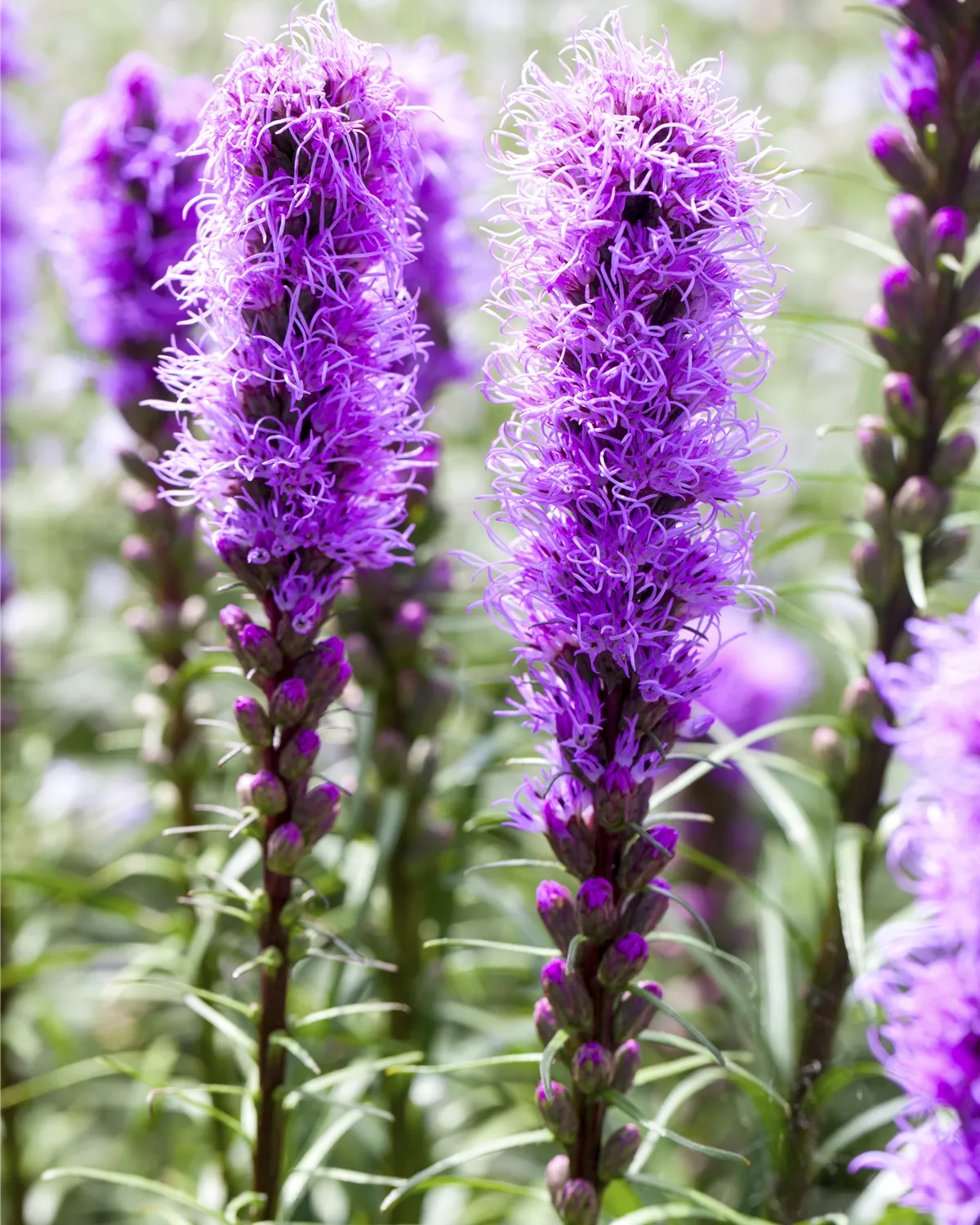 Prachtscharte Flower seeds for Planting Pollinator Friendly Heirloom & GMO Free Seeds for Home Garden Sale