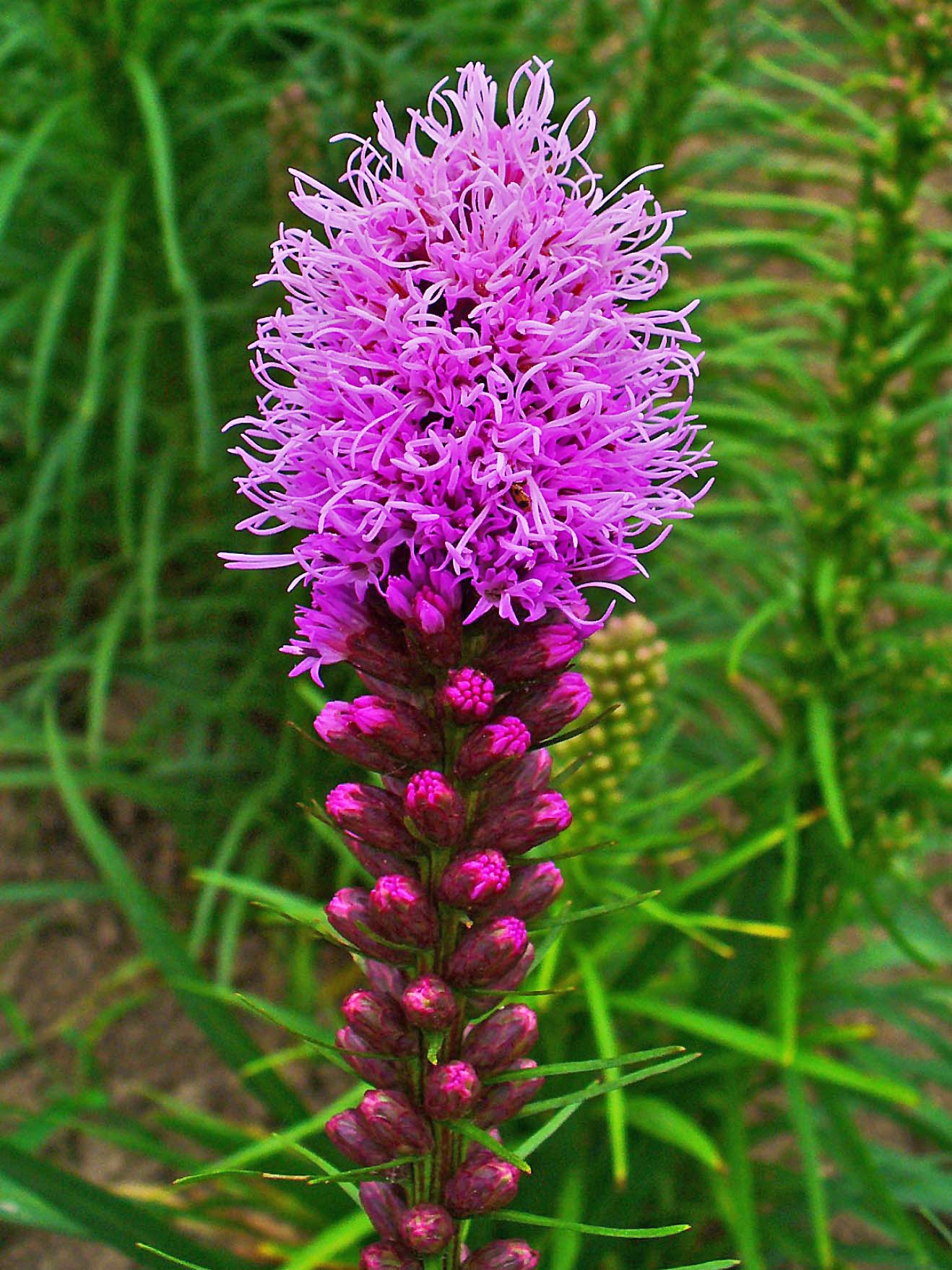 Liatris Flower seeds for Planting - Easy to Grow, Heirloom & GMO Free Seeds for Home Garden