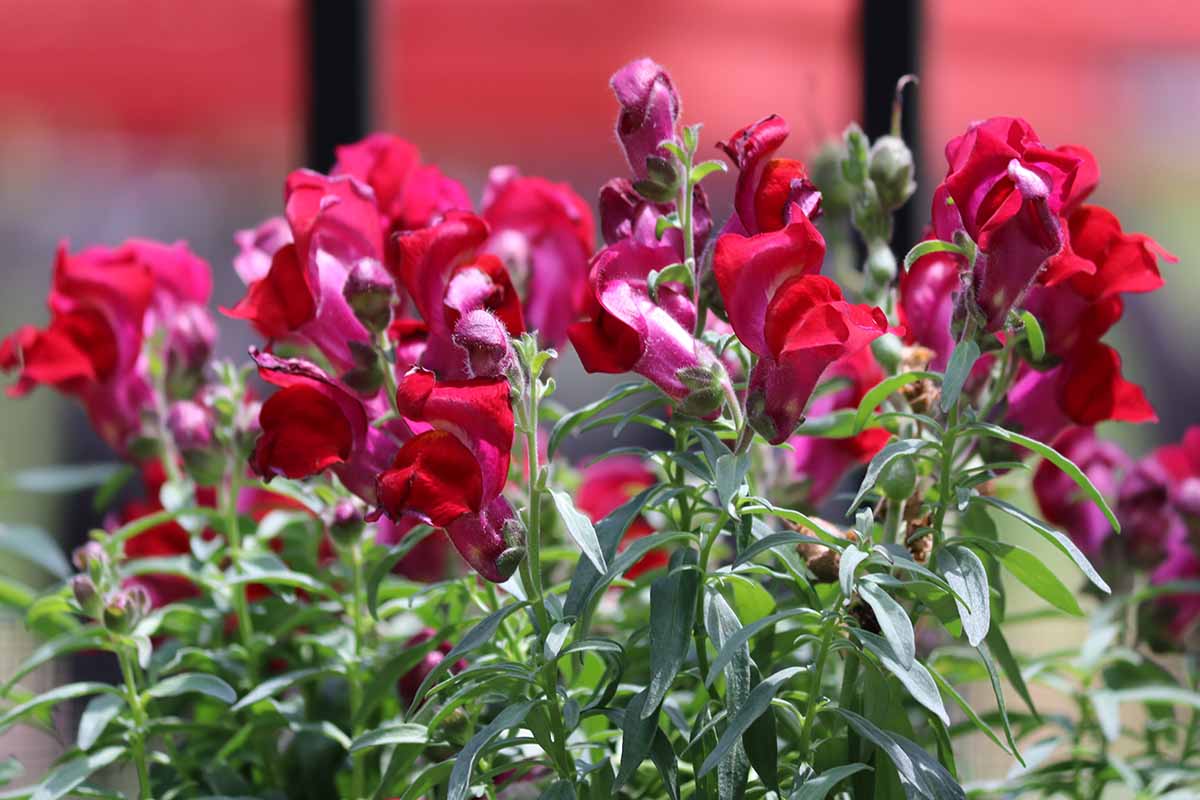 Light Red Antirrhinum Flower Seeds for Planting Cut Flower Favorite Heirloom & GMO Free Seeds for Home Garden
Sale