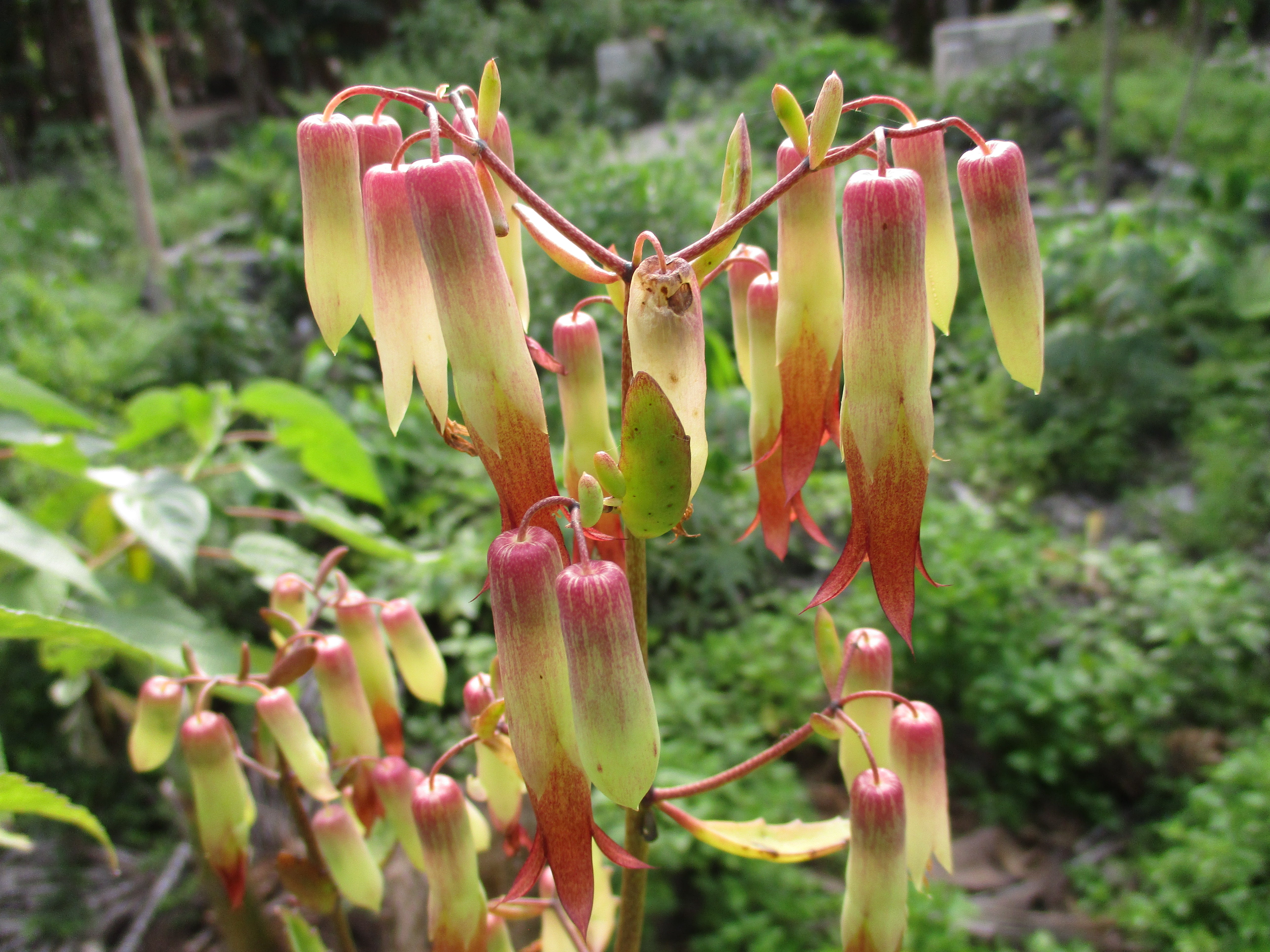 Bryophyllum Pinnatum Flower seeds for Planting - Garden Favorite, Heirloom & GMO Free Seeds for Home Garden