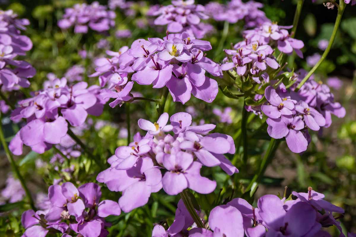 Violet Iberis Amara Flower Seeds for Easy Planting