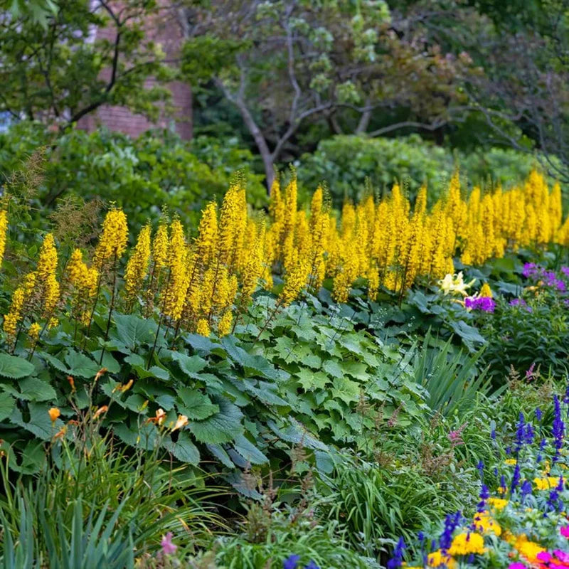Yellow Ligularia Flower seeds for Planting - Bright Blooms, Heirloom & GMO Free Seeds for Home Garden