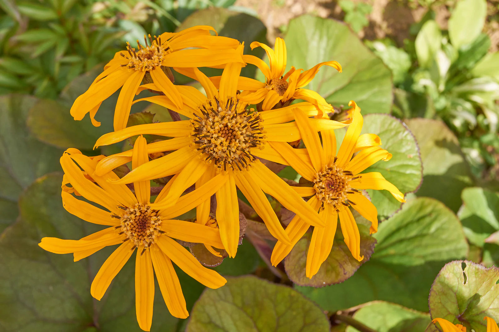 Ligularia Flower Planting Seeds for Vibrant Garden Blooms - Evergrowseeds