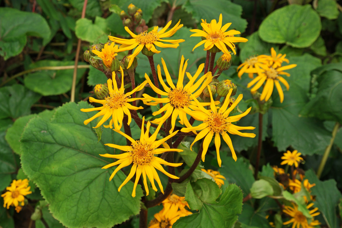 Ligularia Dentata Flower seeds blooming in flower beds, containers, borders, and pollinator-friendly gardens