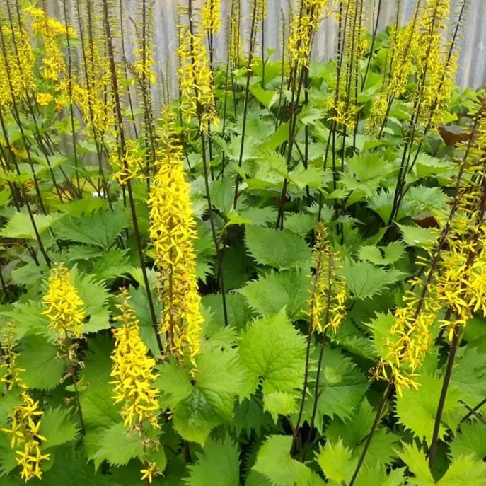 Yellow Ligularia Flower seeds for Planting - Bright Blooms, Heirloom & GMO Free Seeds for Home Garden