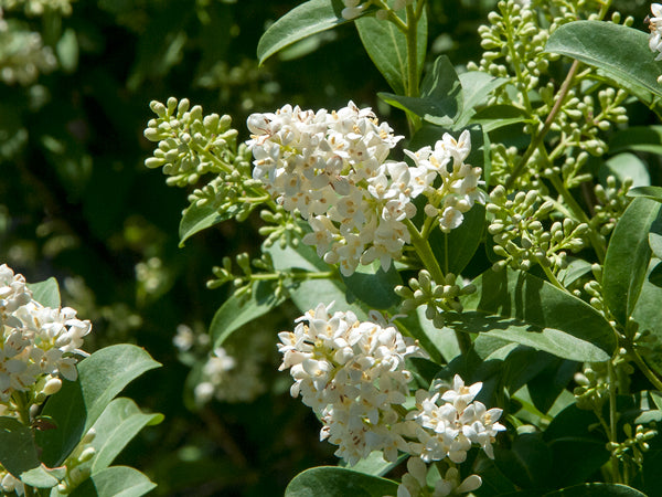Pink Crape Myrtle Flower seeds for Planting - Colorful Display, Heirloom & GMO Free Seeds for Home Garden