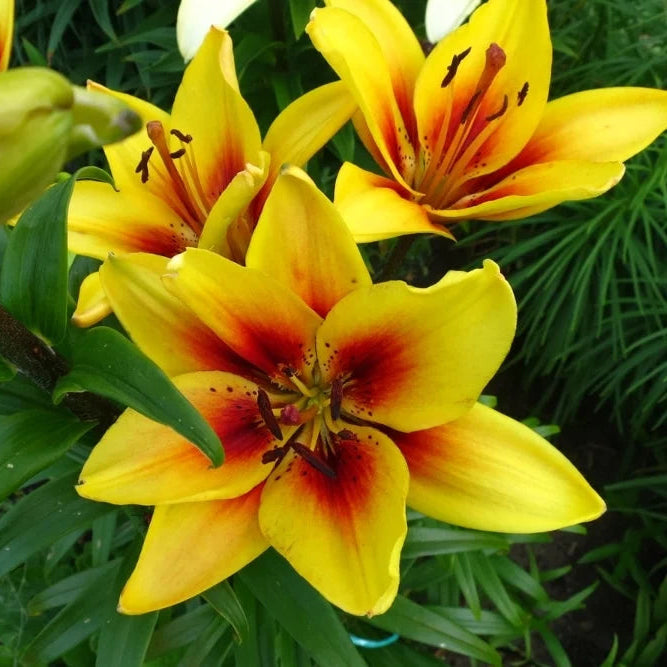 Yellow Brown Lilium Flower Seeds for Planting Shade Tolerant Heirloom & GMO Free Seeds for Home Garden
Sale