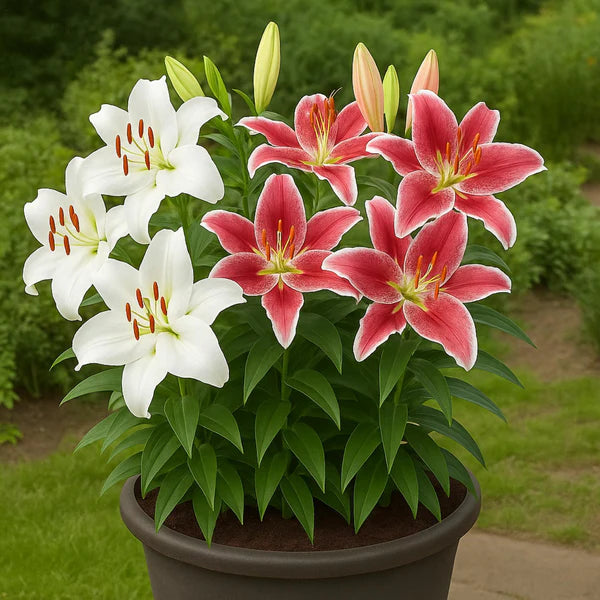 Pink White Nolilis Flower seeds for Planting - Cut Flower Favorite, Heirloom & GMO Free Seeds for Home Garden