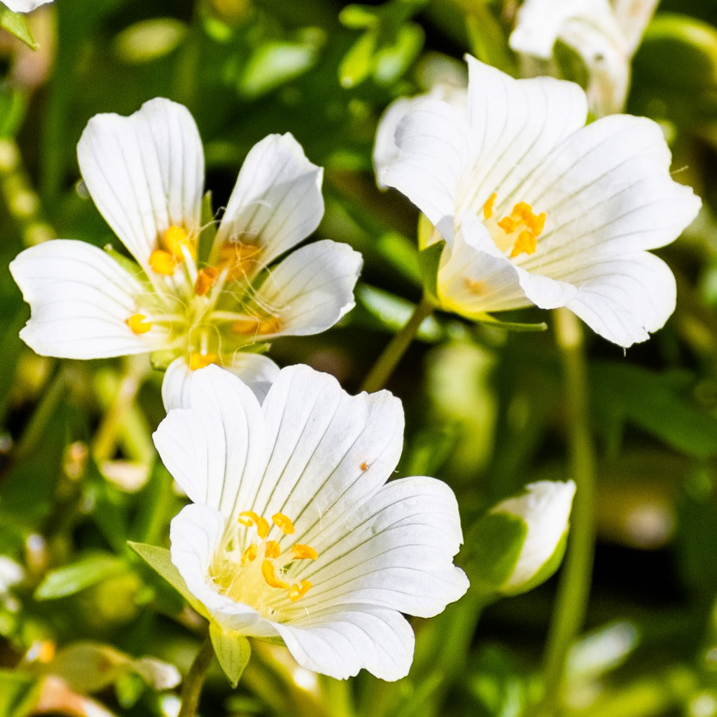 White Yellow Limnanthes Douglasii Flower seeds for Planting - Seasonal Bloomer, Heirloom & GMO Free Seeds for Home Garden