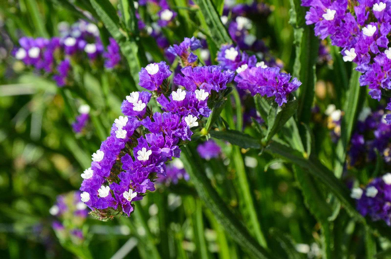 Non-GMO Statice Seeds for Gardening