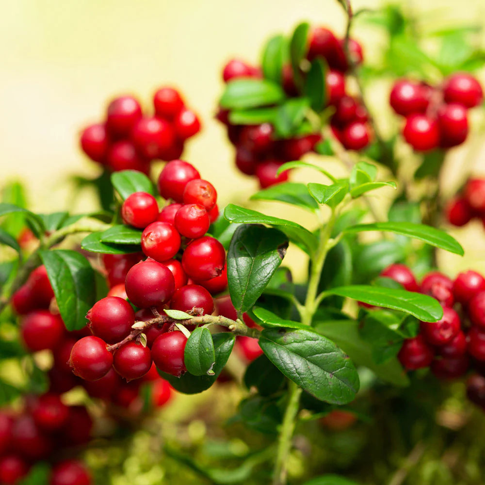 Arctostaphylos Manzanita Tree Seeds for Easy Planting