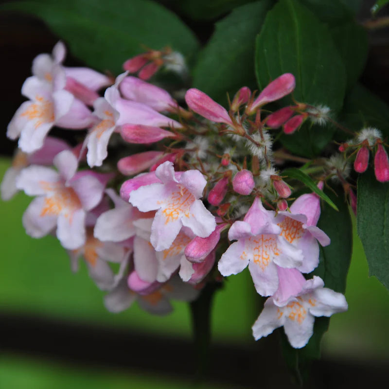 Pink Linnaea Amabilis Flower seeds for Planting - Compact Growth, Heirloom & GMO Free Seeds for Home Garden