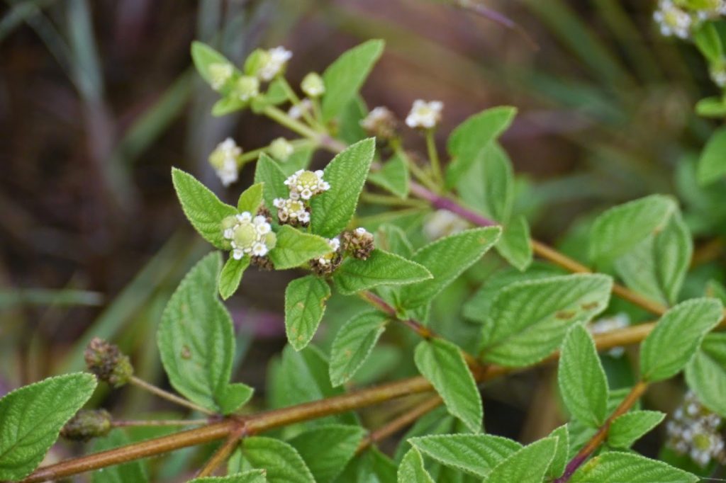 Green Lippia Javanica Planting Seeds For Perennial Gardens