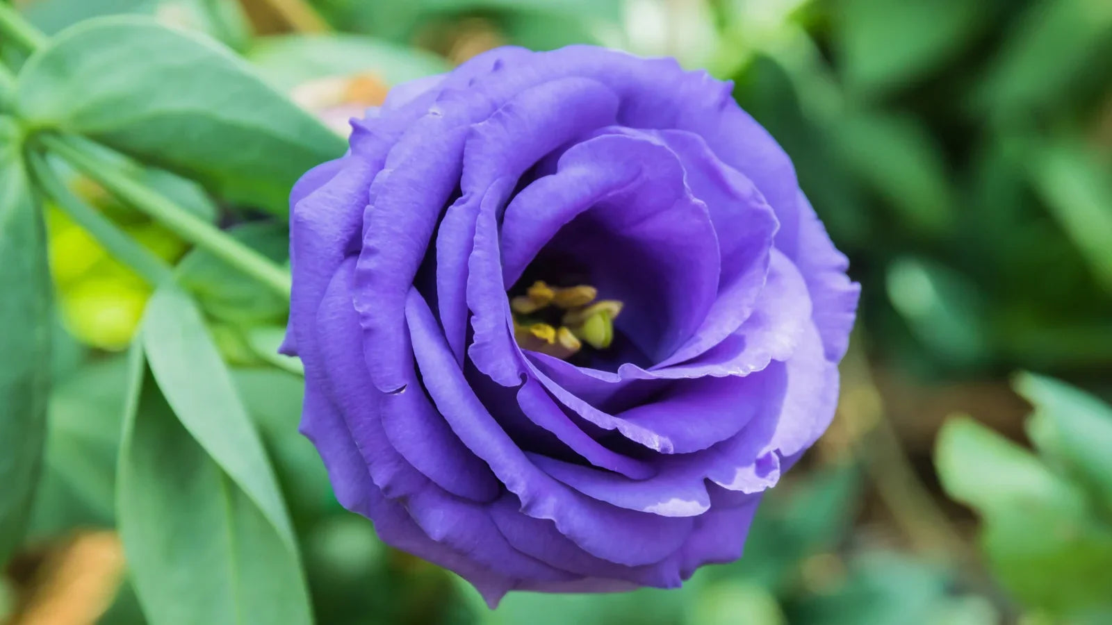 High germination Lisianthus Logro seeds