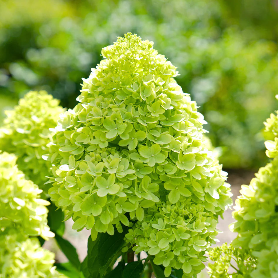 Premium Hydrangea Seeds Dark Green Flowers for Your Garden