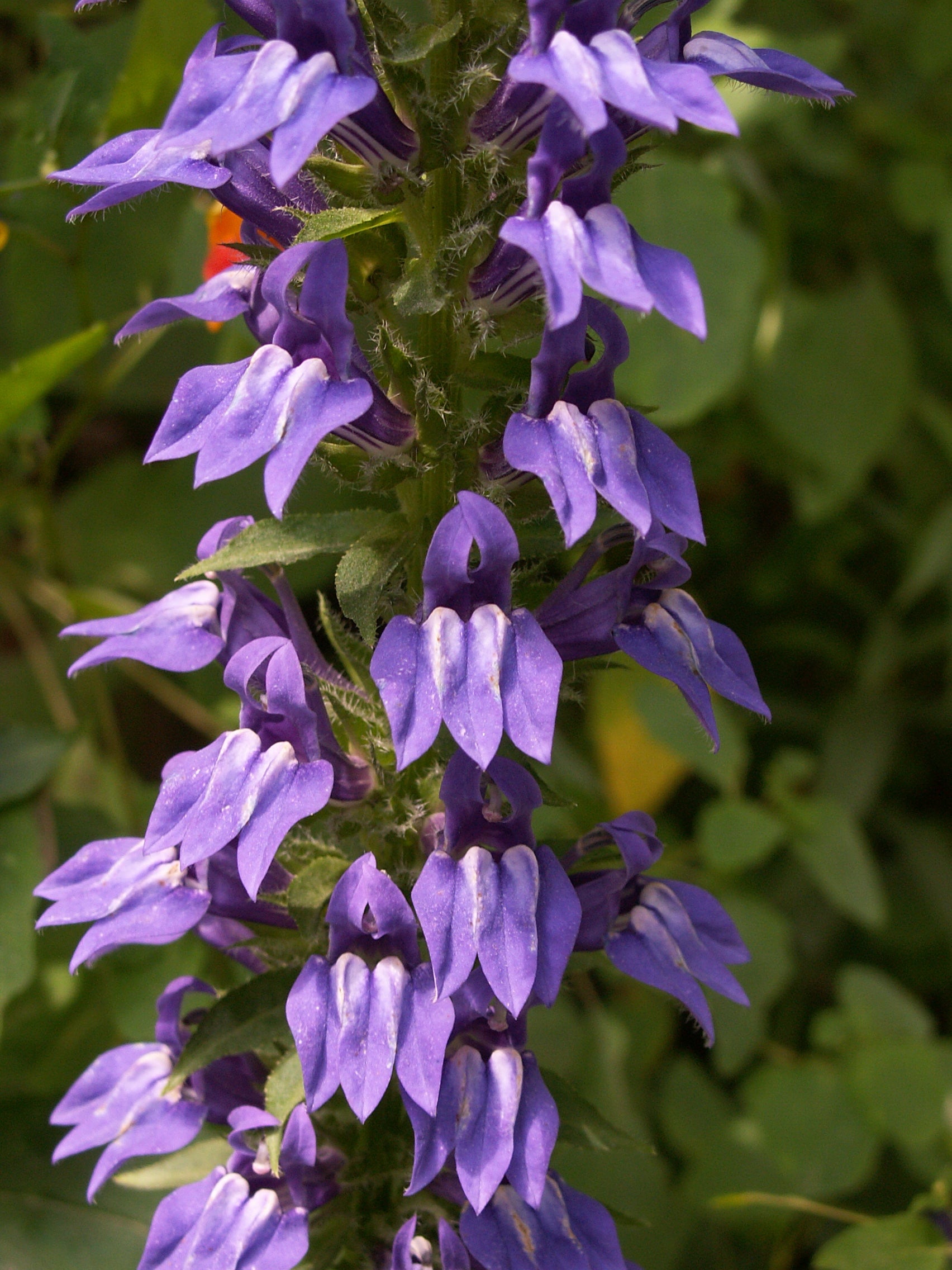 Blue Cardinal Flower seeds for Planting - Fragrant Blossoms, Heirloom & GMO Free Seeds for Home Garden