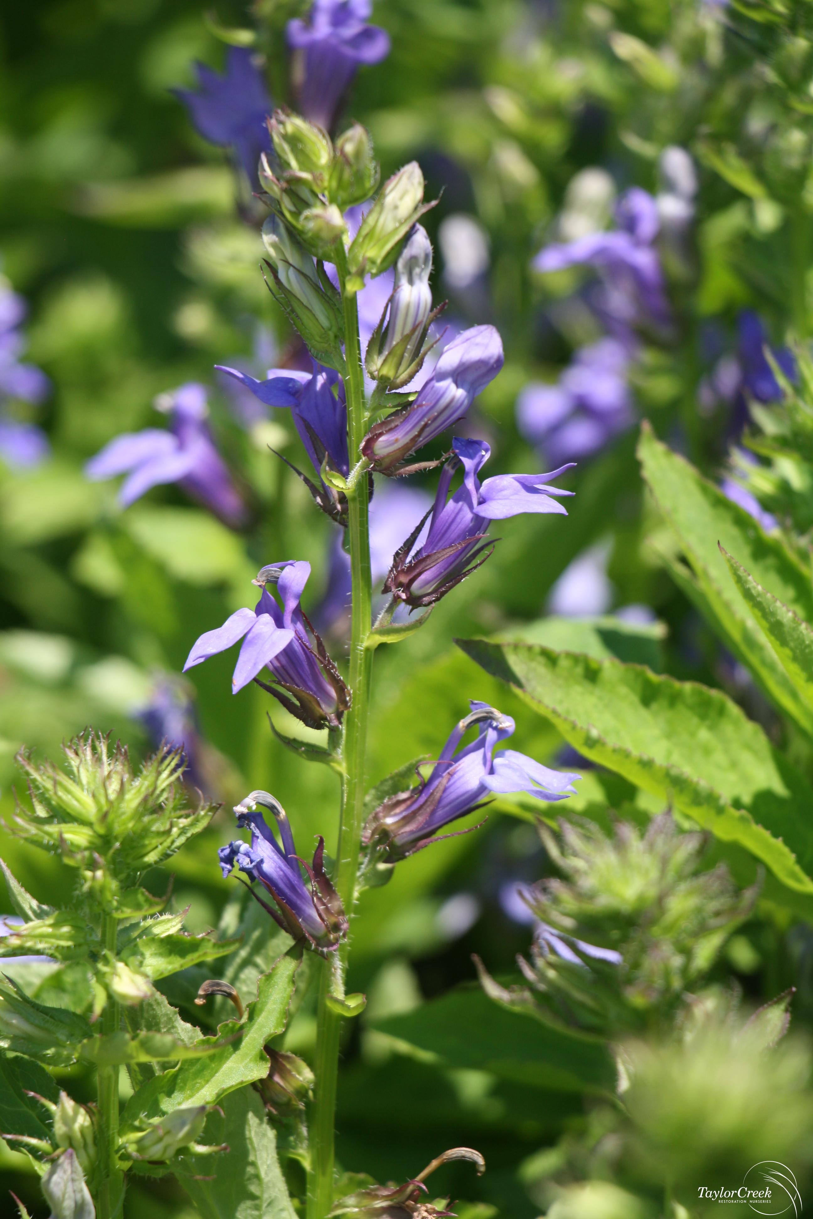 Blue Cardinal Flower seeds for Planting - Fragrant Blossoms, Heirloom & GMO Free Seeds for Home Garden