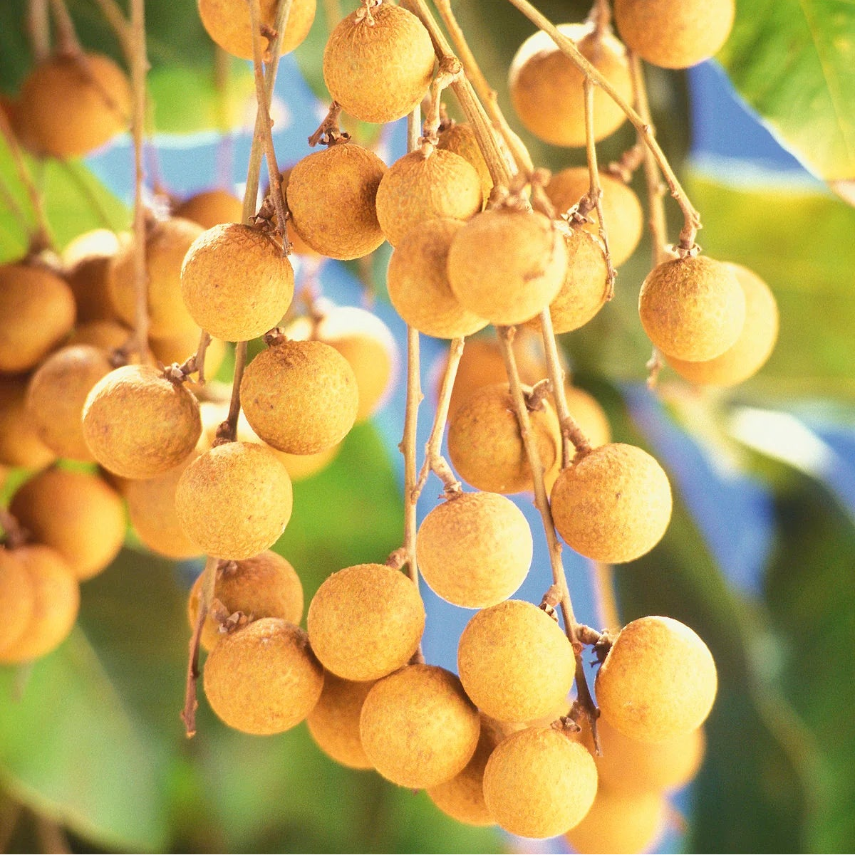 Yellow Dimocarpus Fruit Seeds for Sweet Planting" - Evergrowseeds