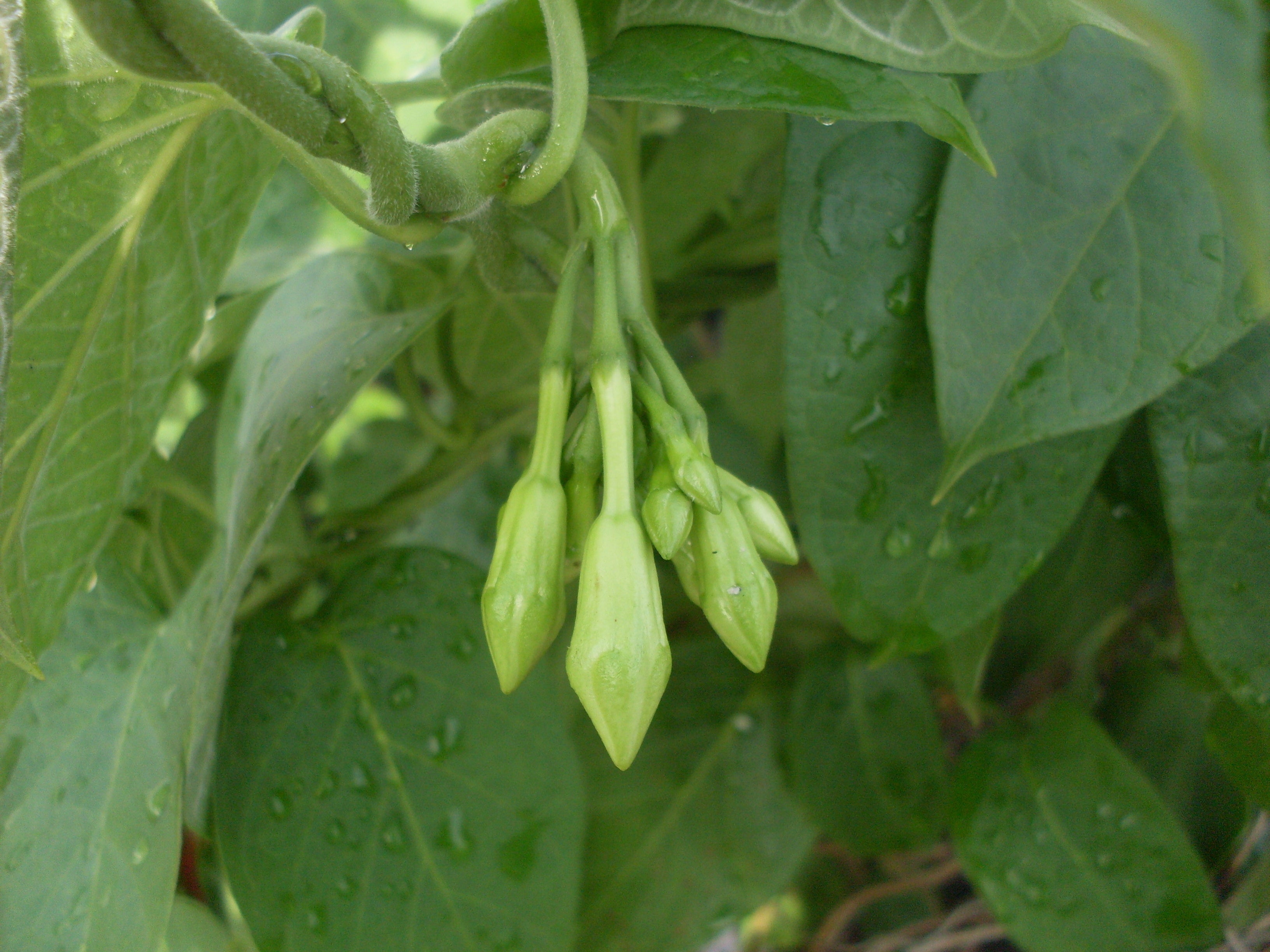 Edible Loroco flower buds on vine