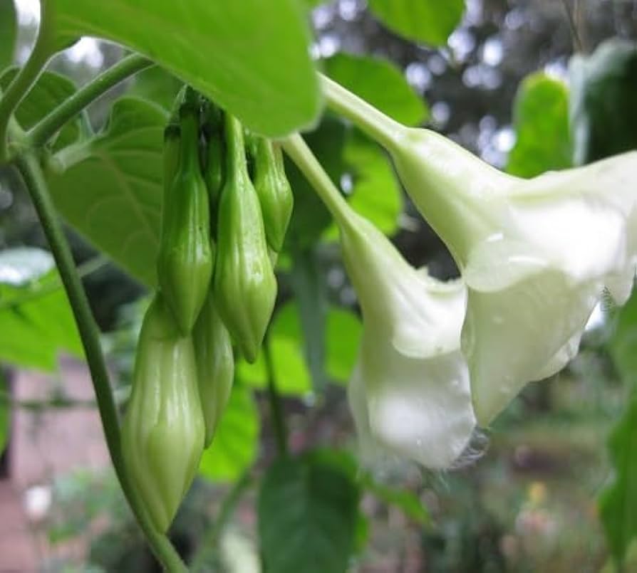 Loroco flower planting seeds