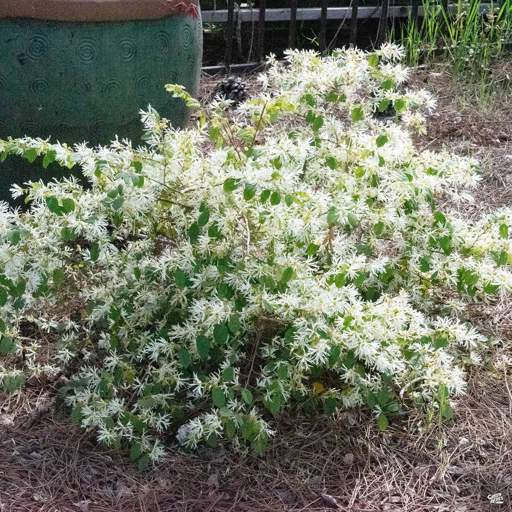 Fringe Flower seeds blooming in flower beds, containers, borders, and pollinator-friendly gardens