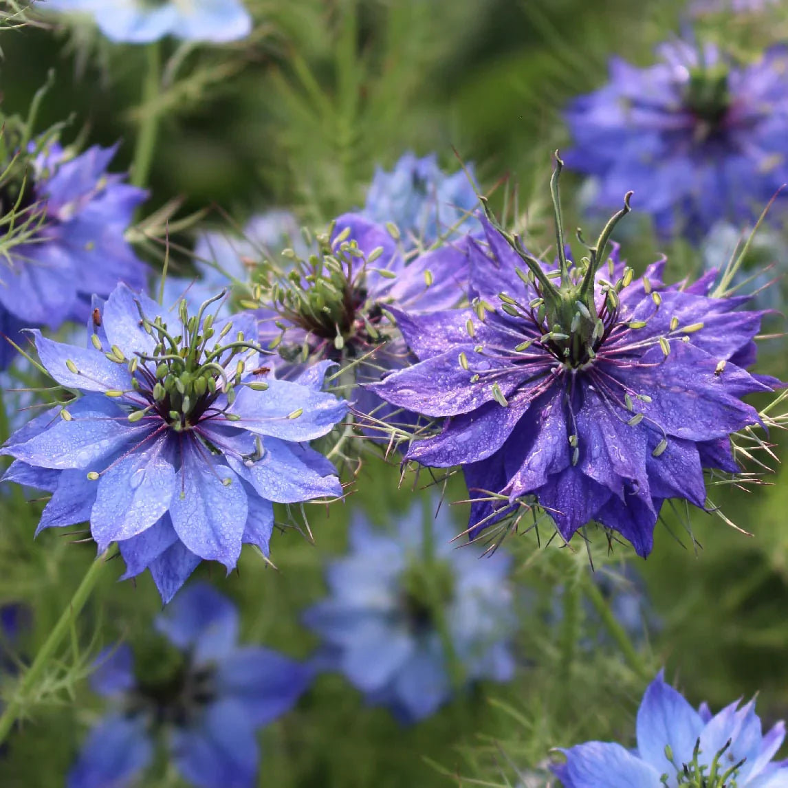 Mixed Nigella Damascena Seeds Easy to Grow Flower Seeds