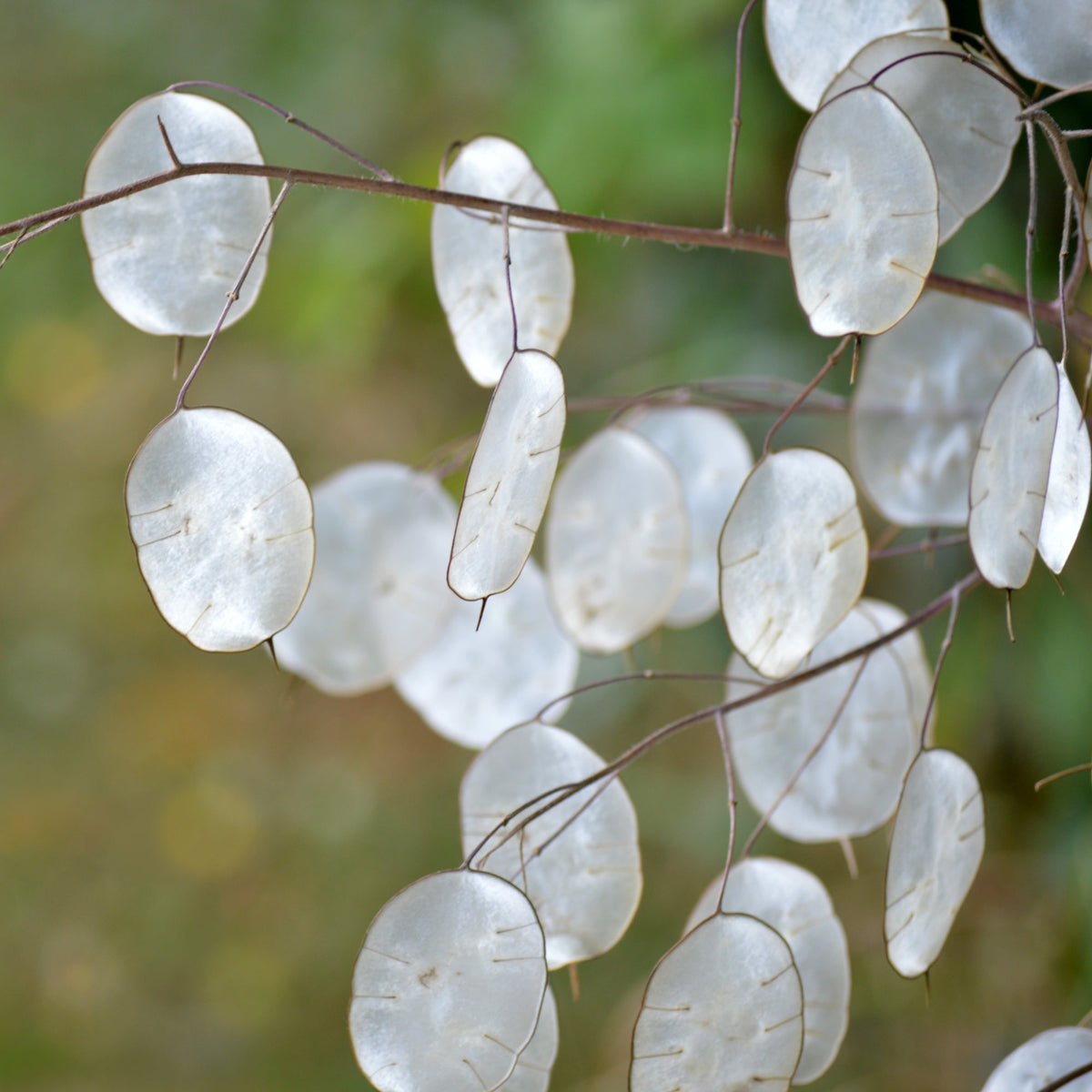 Lunaria Flower seeds blooming in flower beds, containers, borders, and pollinator-friendly gardens