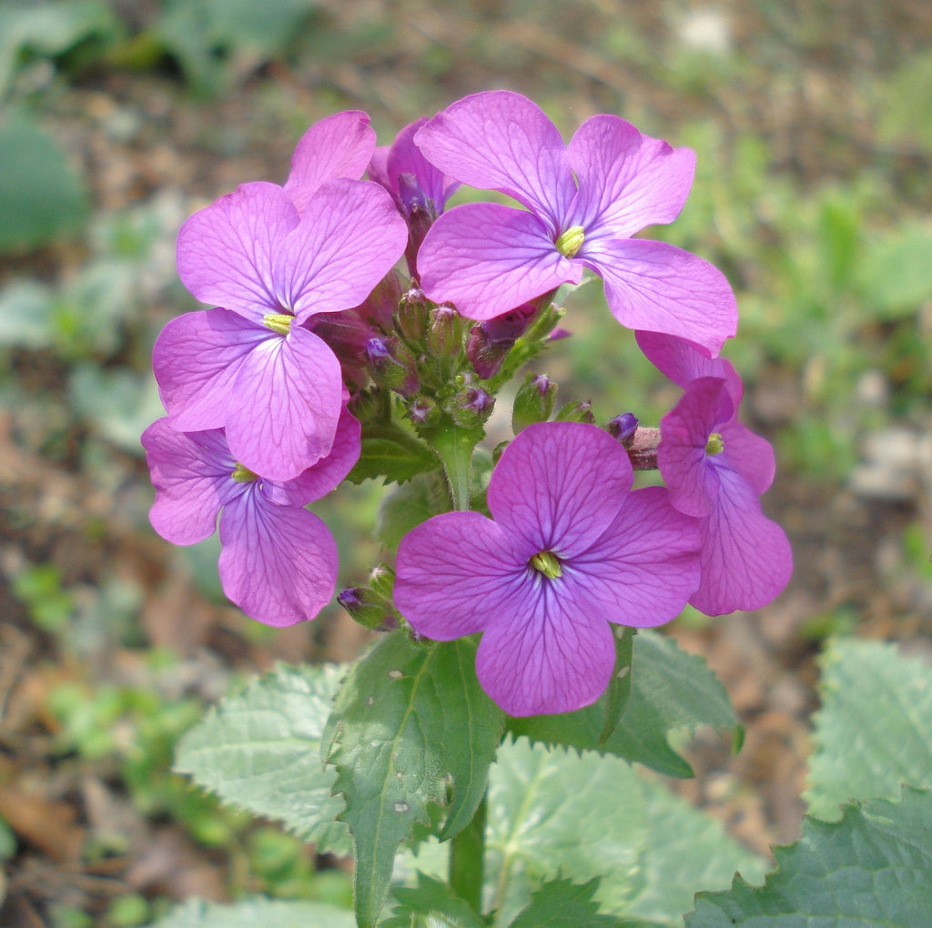 Lunaria Annua Flower seeds blooming in flower beds, containers, borders, and pollinator-friendly gardens