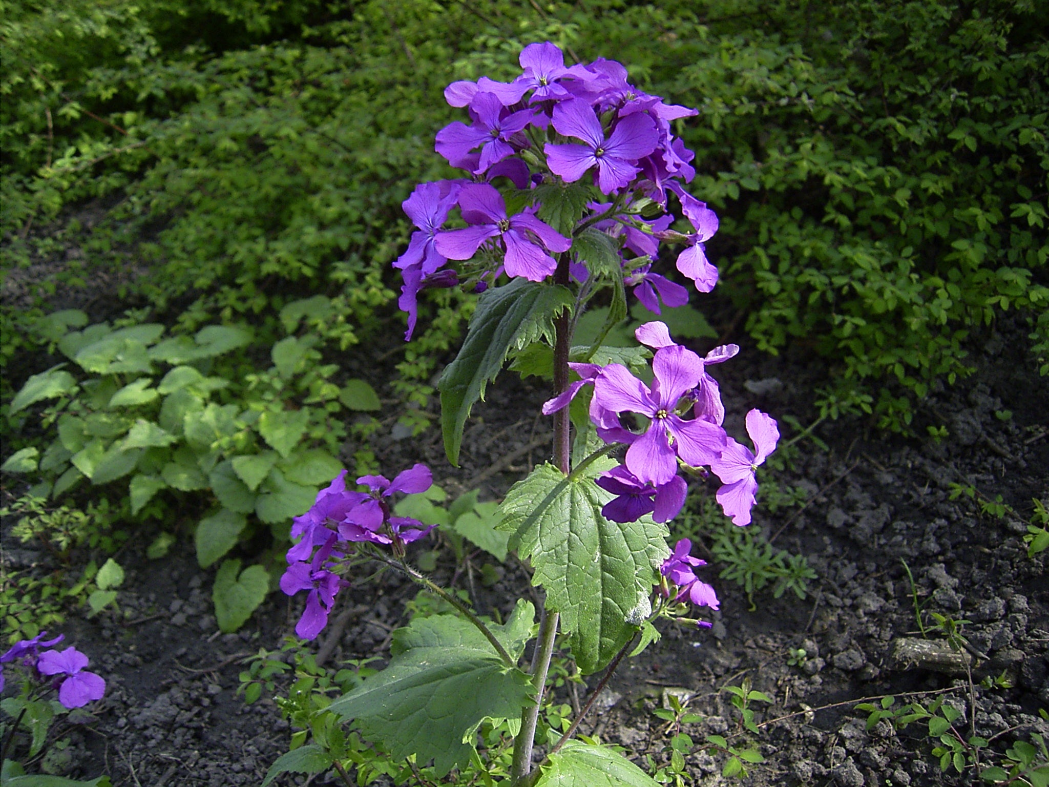 Lunaria Annua Variegata Money Flower seeds blooming in flower beds, containers, borders, and pollinator-friendly gardens