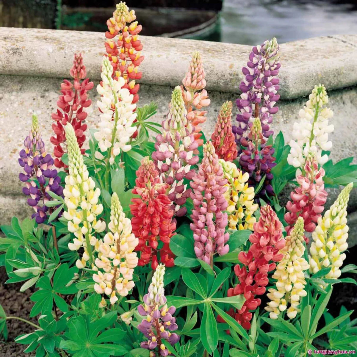 Russell Lupine Flower seeds for Planting - Perfect for Borders, Heirloom & GMO Free Seeds for Home Garden