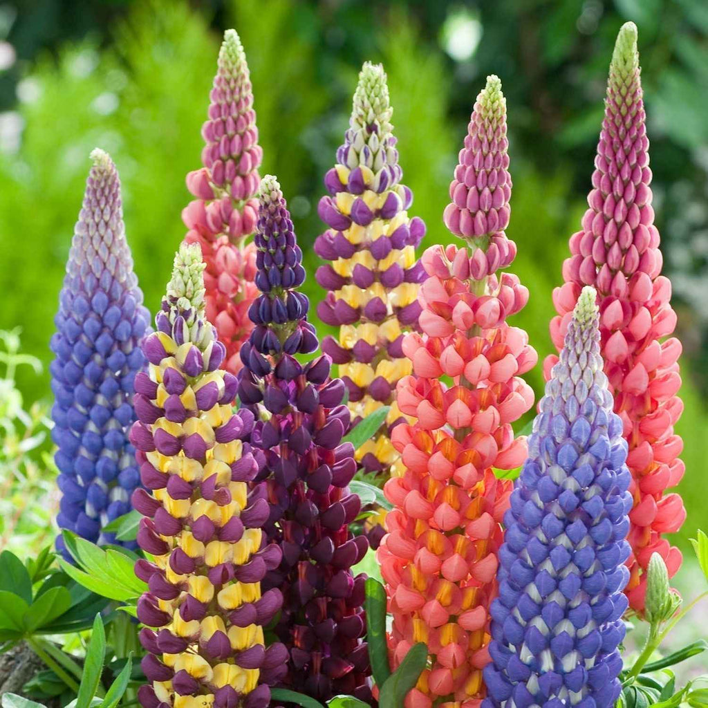 Lupins Flower seeds blooming in flower beds, containers, borders, and pollinator-friendly gardens