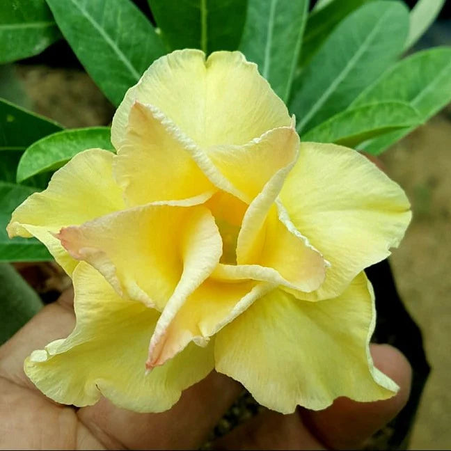 Light Yellow Adenium Obesum Flower seeds for Planting Hardy Variety Heirloom & GMO Free Seeds for Home Garden