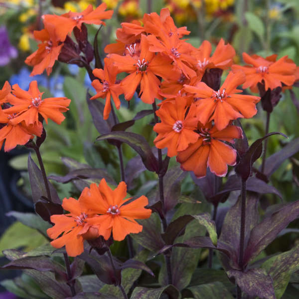 Non GMO Lychnis Arkwrightii seeds