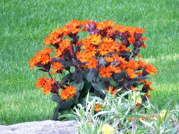 Ornamental Lychnis Arkwrightii garden plant