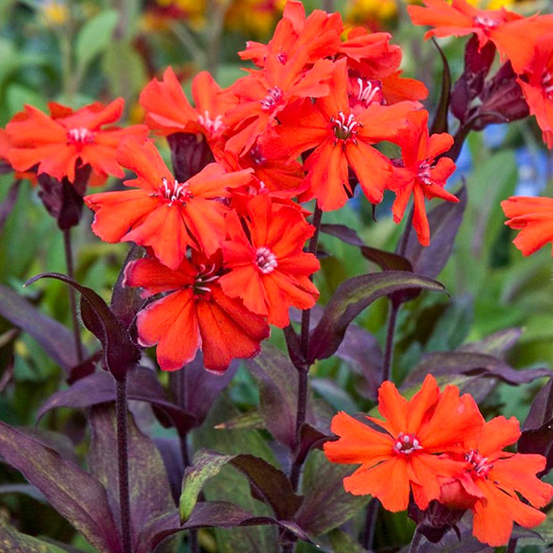 Red Orange Lychnis Arkwrightii seeds for planting