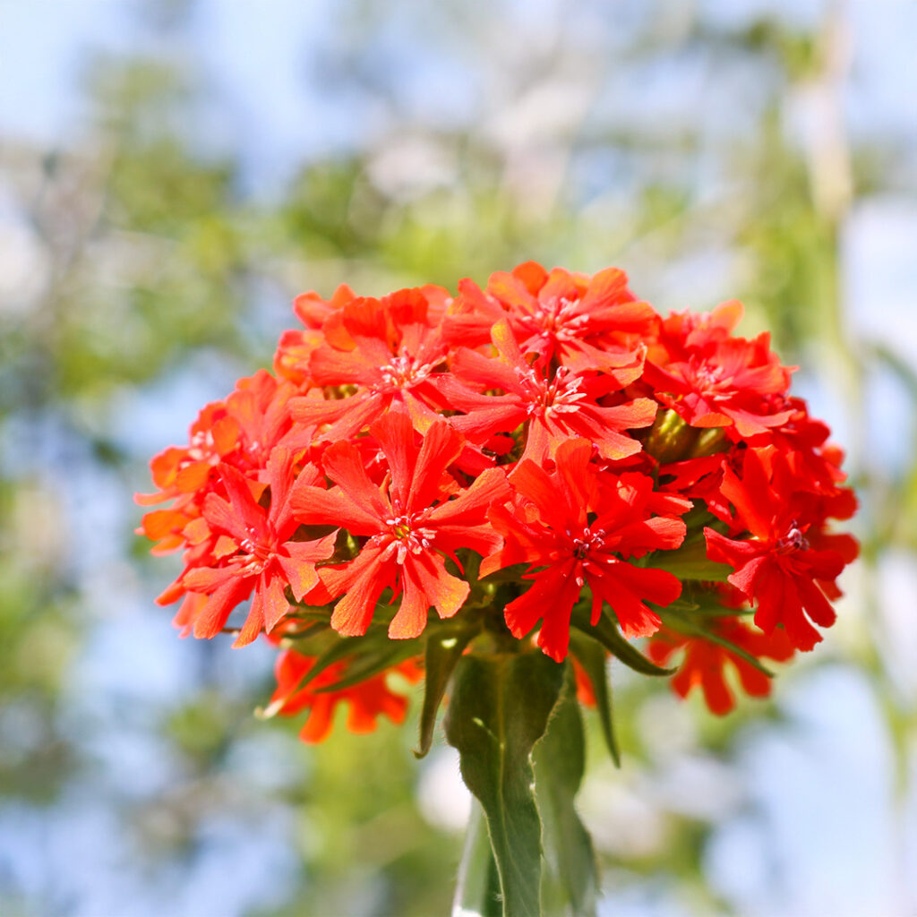 Red Orange Lychnis Arkwrightii Flower seeds for Planting - Shade Tolerant, Heirloom & GMO Free Seeds for Home Garden