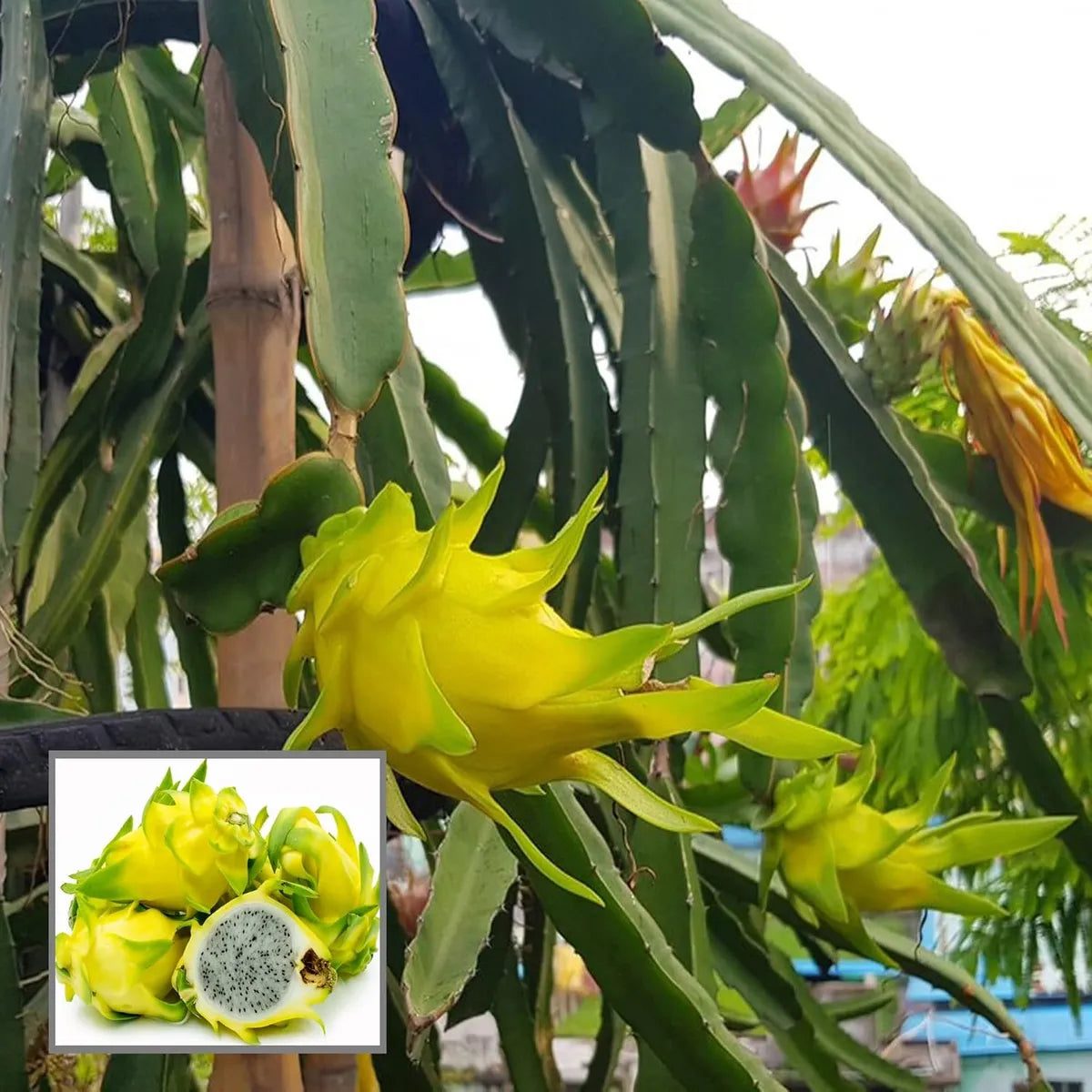 Yellow Dragon Fruit Planting Seeds Grow Exotic Pitaya at Home