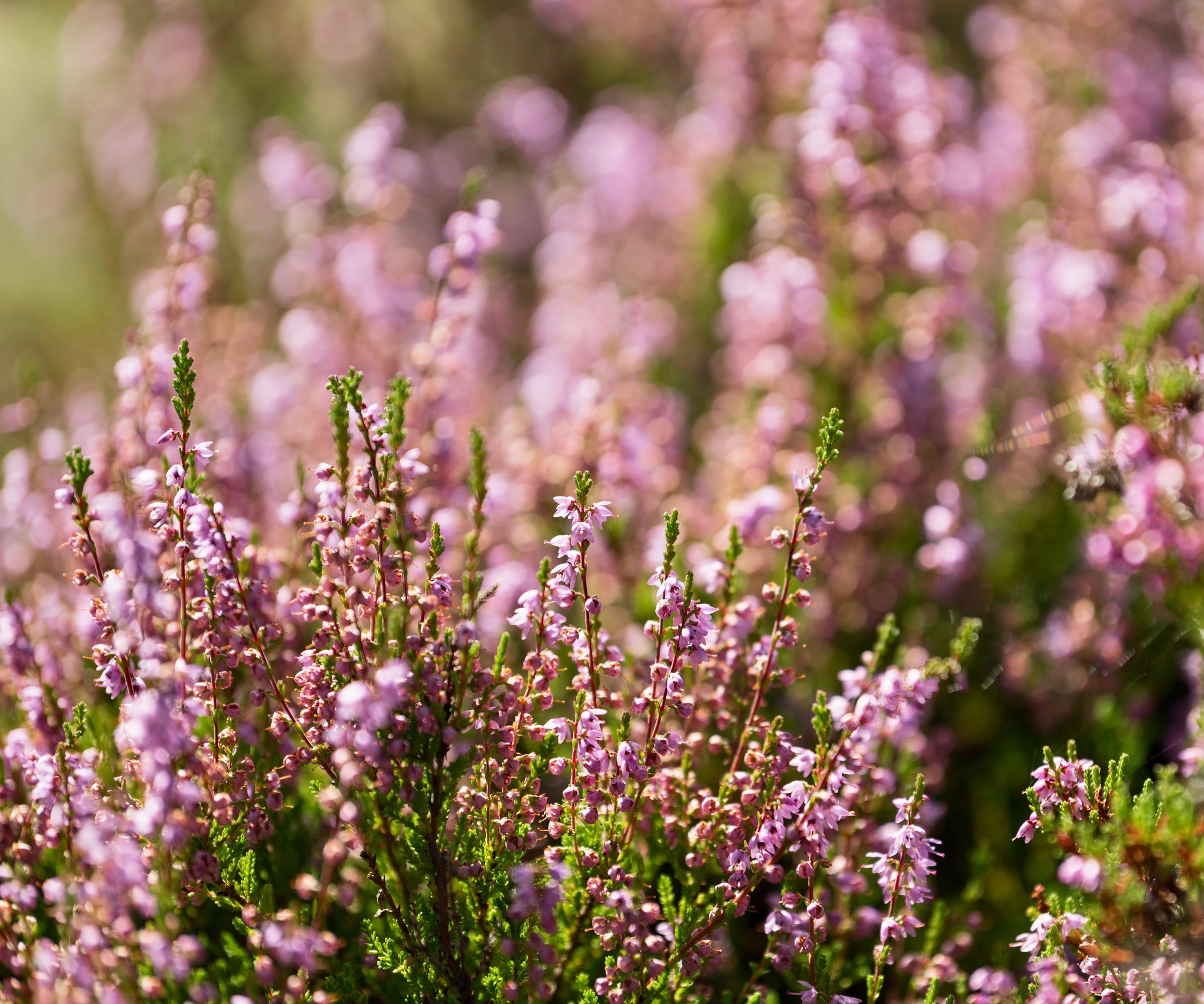 Calluna Vulgaris Flower Planting Seeds - Vibrant Perennial Garden Seeds for Your Outdoor Space - Evergrowseeds