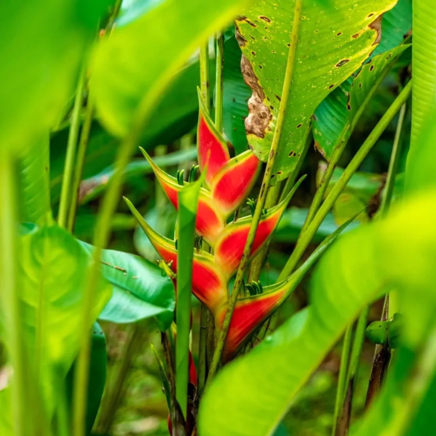 Heirloom Heliconia Wagneriana Flower seeds blooming in flower beds, containers, borders, and pollinator-friendly gardens
