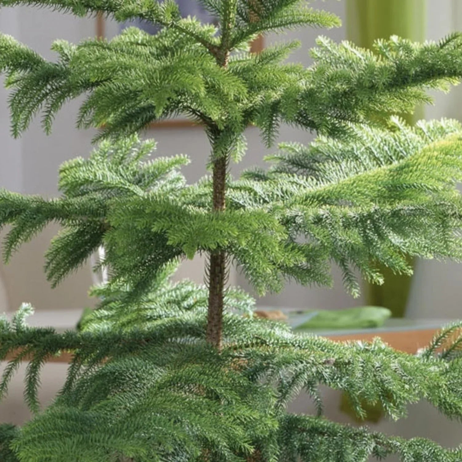 Araucaria Evergreen Seeds For Planting Flower